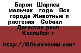 Барон (Шарпей), мальчик 3 года - Все города Животные и растения » Собаки   . Дагестан респ.,Каспийск г.